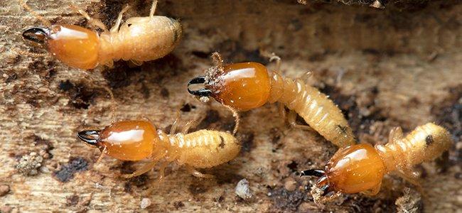 Termite Inspection Toms River